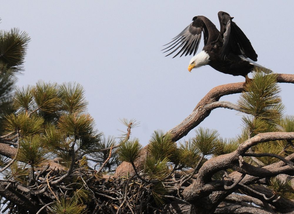 Bald eagle, Big Bear Lake areaPhoto by Robin Eliason/USFS. Original public domain image from Flickr