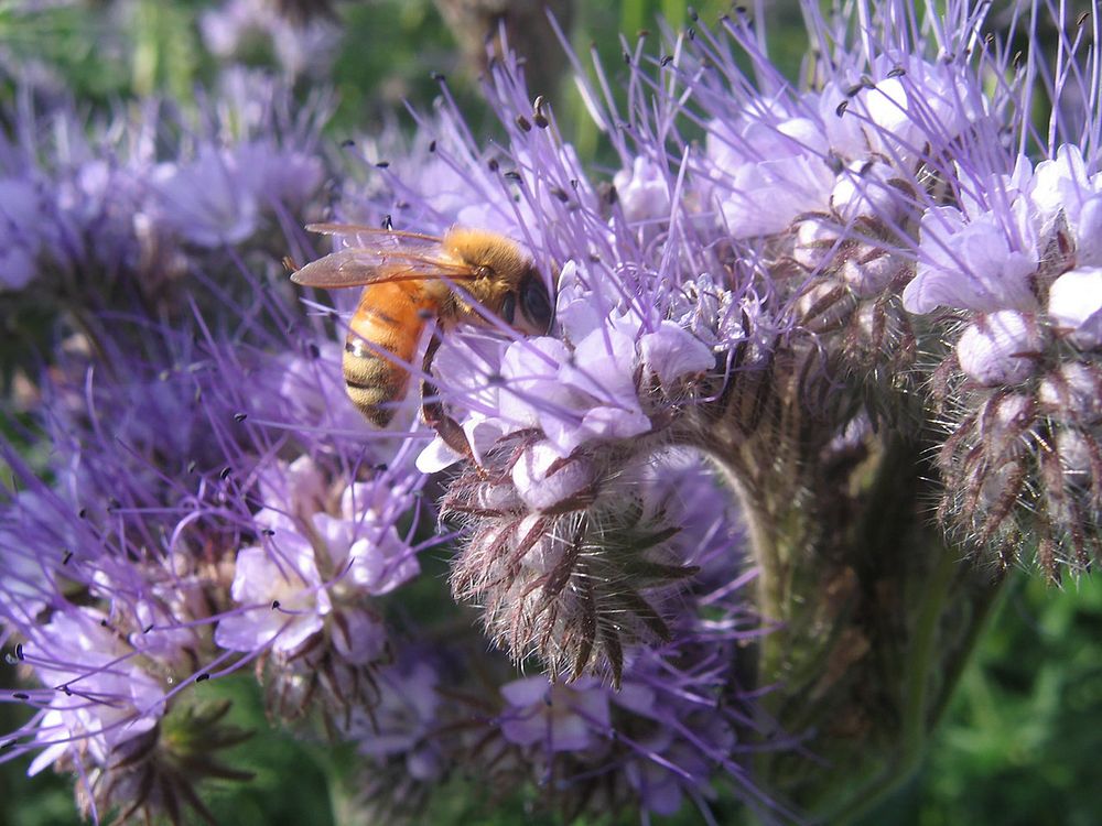 A bee visits a blossoming phacelia plant. September 2007. Original public domain image from Flickr