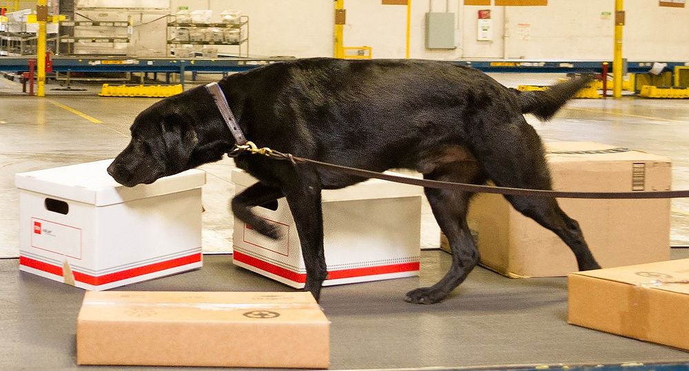 Trained detector dogs can check mailed parcels and cargo for invasive pests that can lead to costly eradication efforts if…