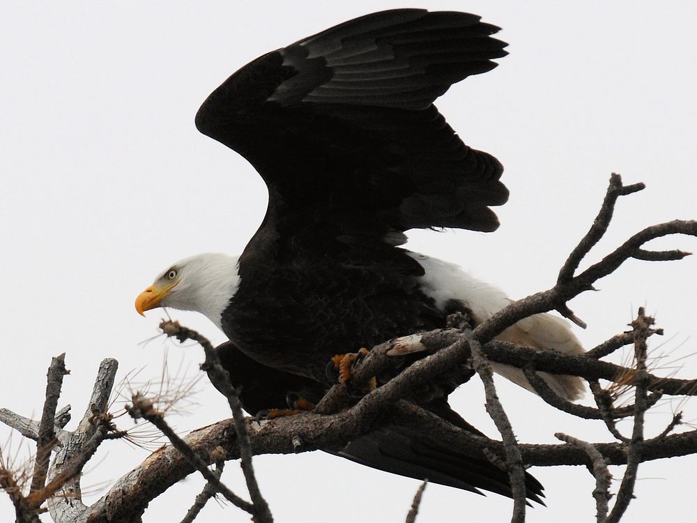 Bald eagle, Big Bear Lake areaPhoto by Robin Eliason/USFS. Original public domain image from Flickr