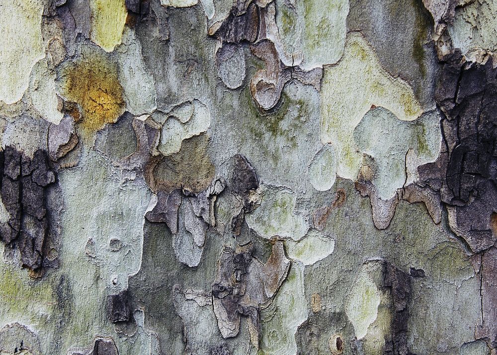 Tree bark texture background, close up design