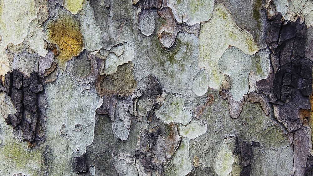 Tree bark texture desktop wallpaper, high definition background
