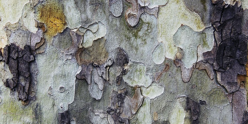 Tree bark texture background for Facebook cover and social media banner