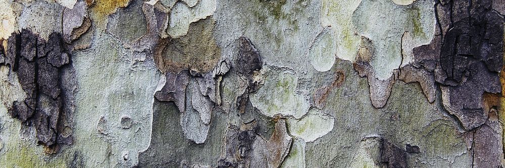Tree bark texture background, twitter header design