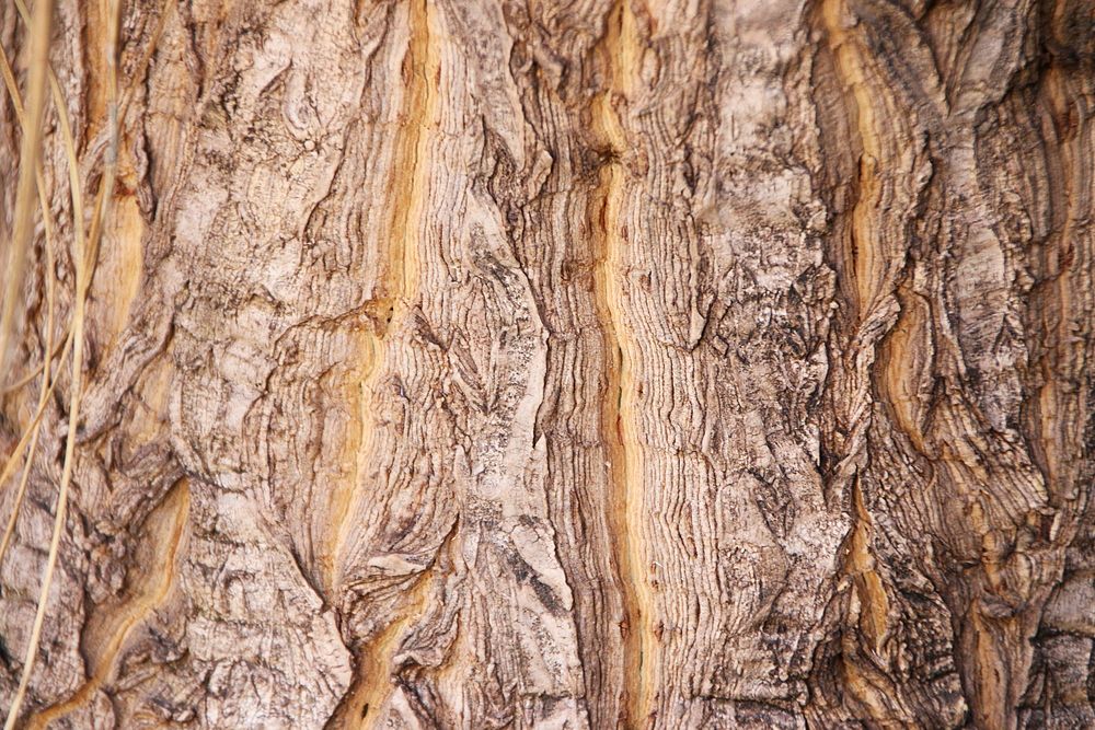 Rough wood texture background, close up design