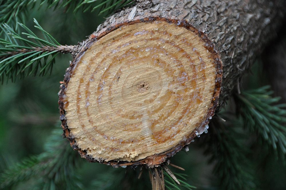 Pine tree trunk, nature background. Free public domain CC0 photo.