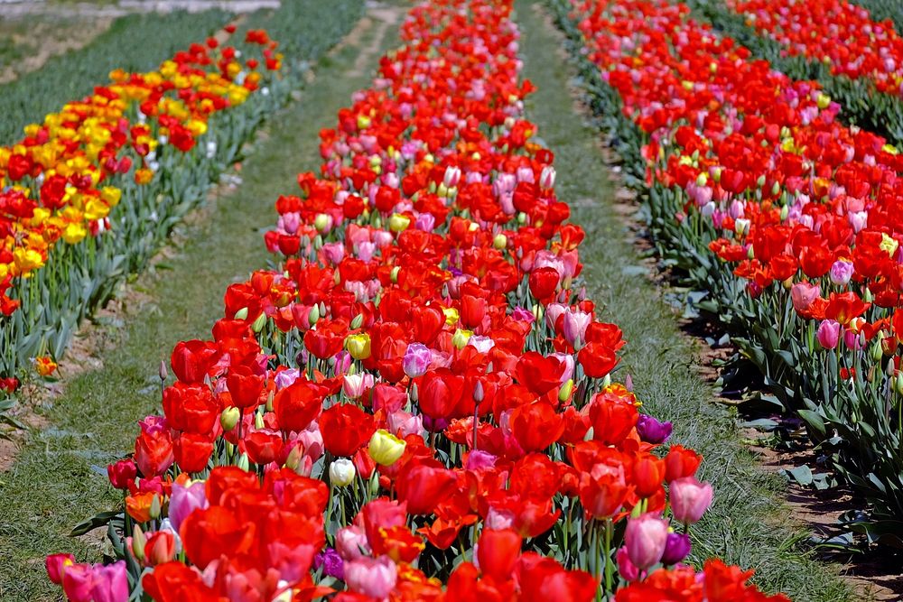 Red tulip field background. Free public domain CC0 photo.