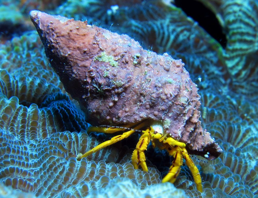 Hermit crab underwater close up. Free public domain CC0 image.
