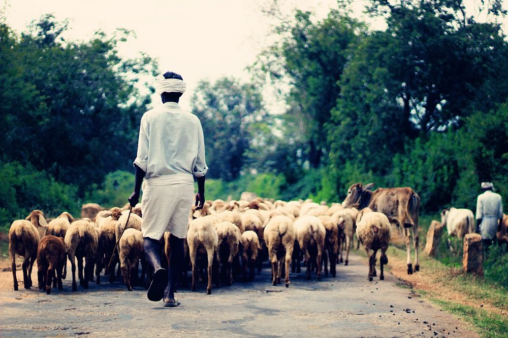 Sheep herd, animal photography. Free public domain CC0 image.