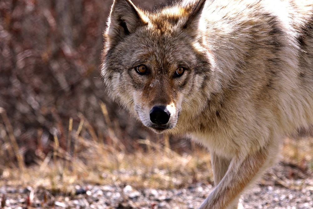 Wolf, wildlife background. Free public domain CC0 photo.