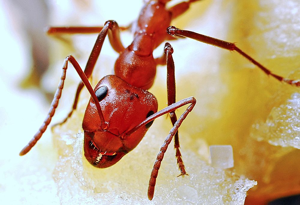 Fire ant. Free public domain CC0 image.