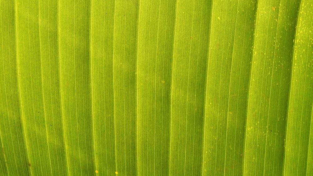 Green leaf texture desktop wallpaper, high definition background
