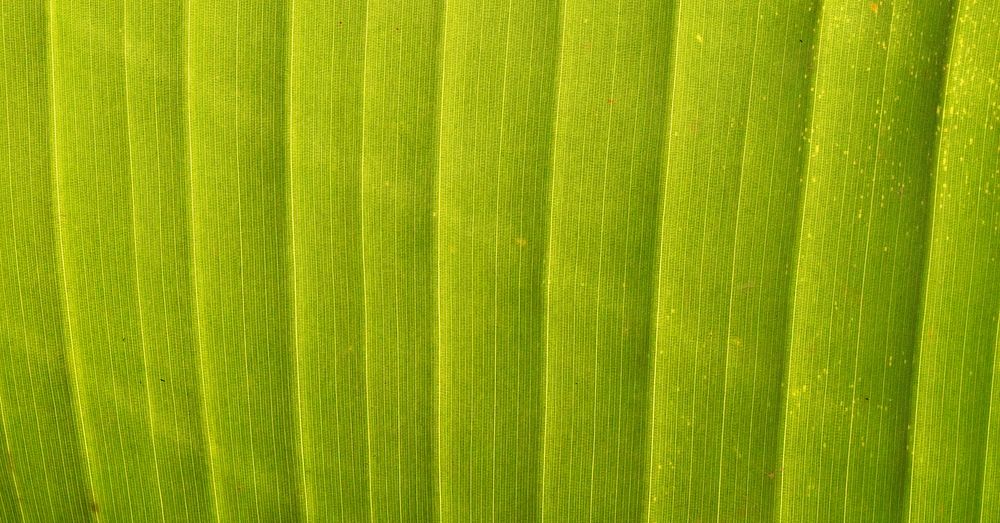 Leaf texture, green nature macro background