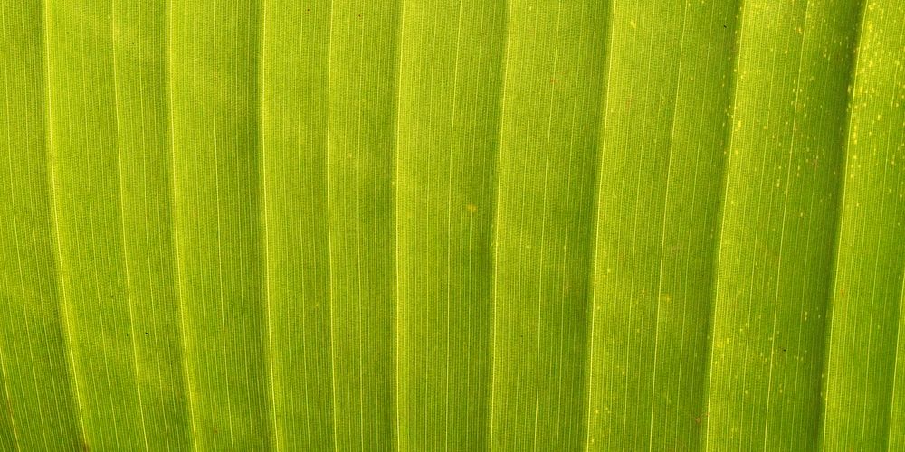 Green leaf  texture background for Facebook cover and social media banner