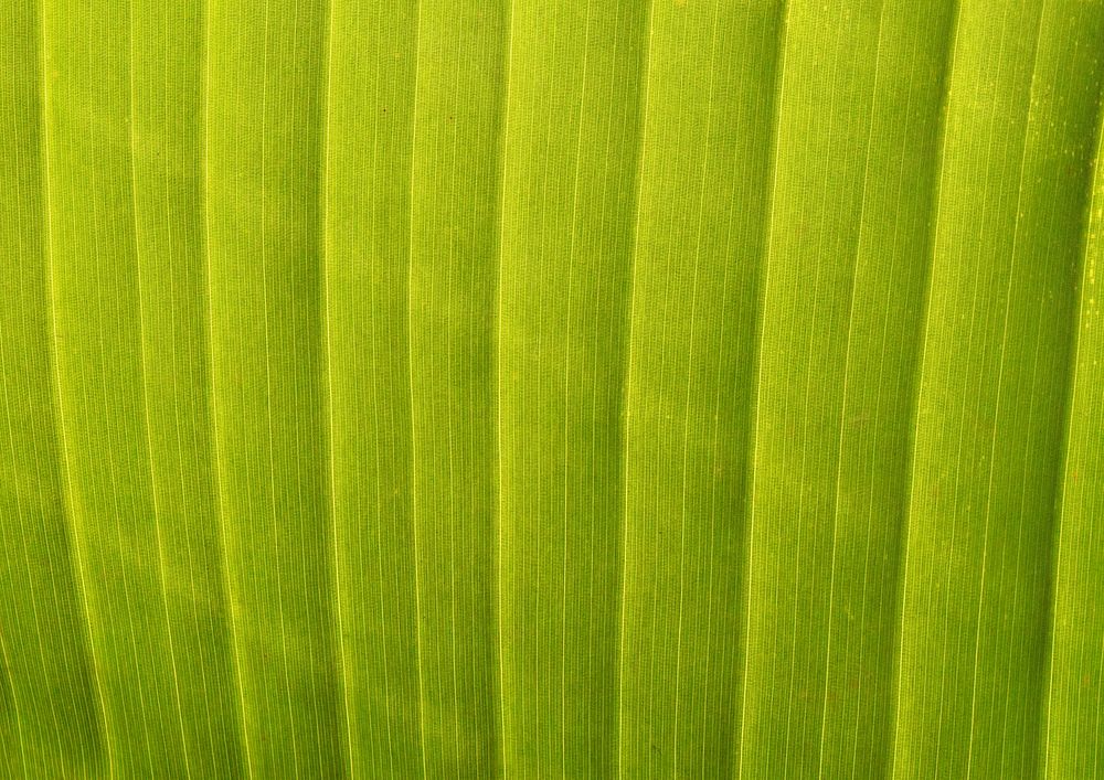 Leaf texture, green nature macro background