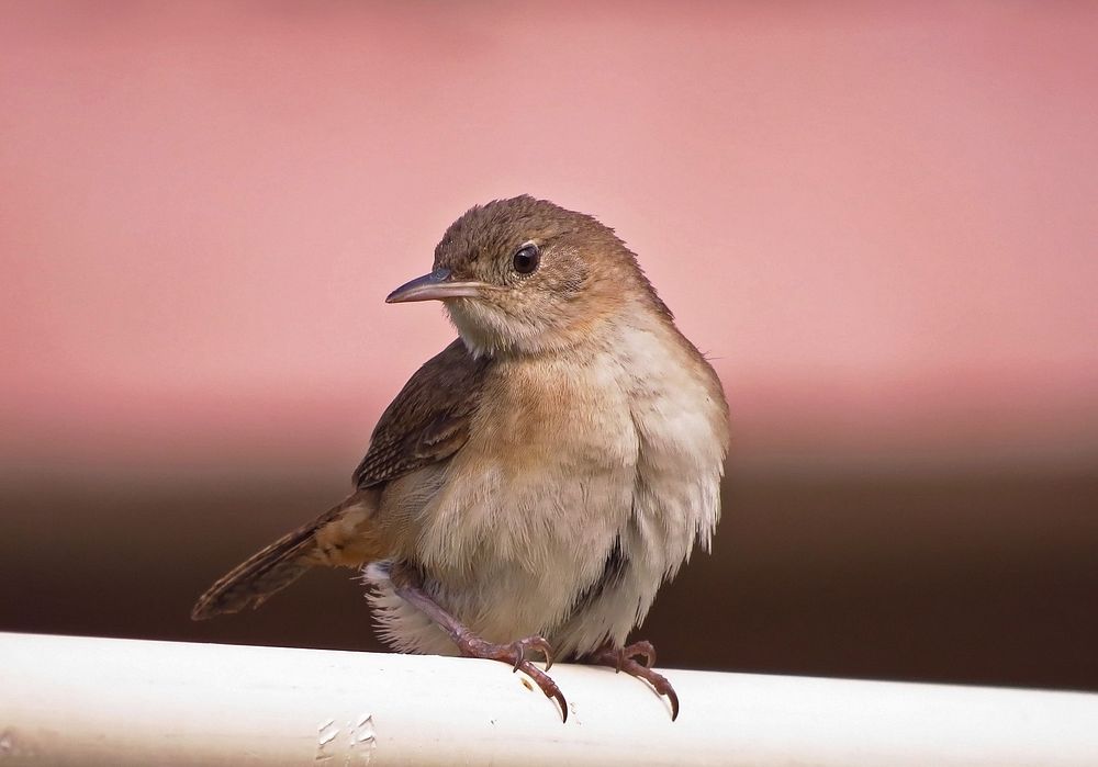 Small Sparrow bird. Free public domain CC0 image.