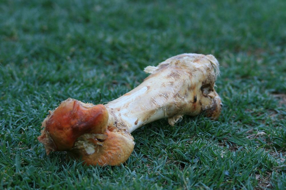 bone on grass for dog. Free public domain CC0 photo.