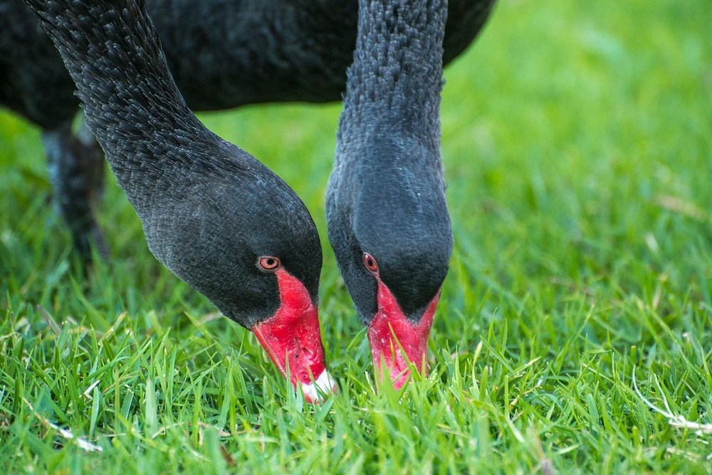 Two black swans eating grass. Free public domain CC0 photo.