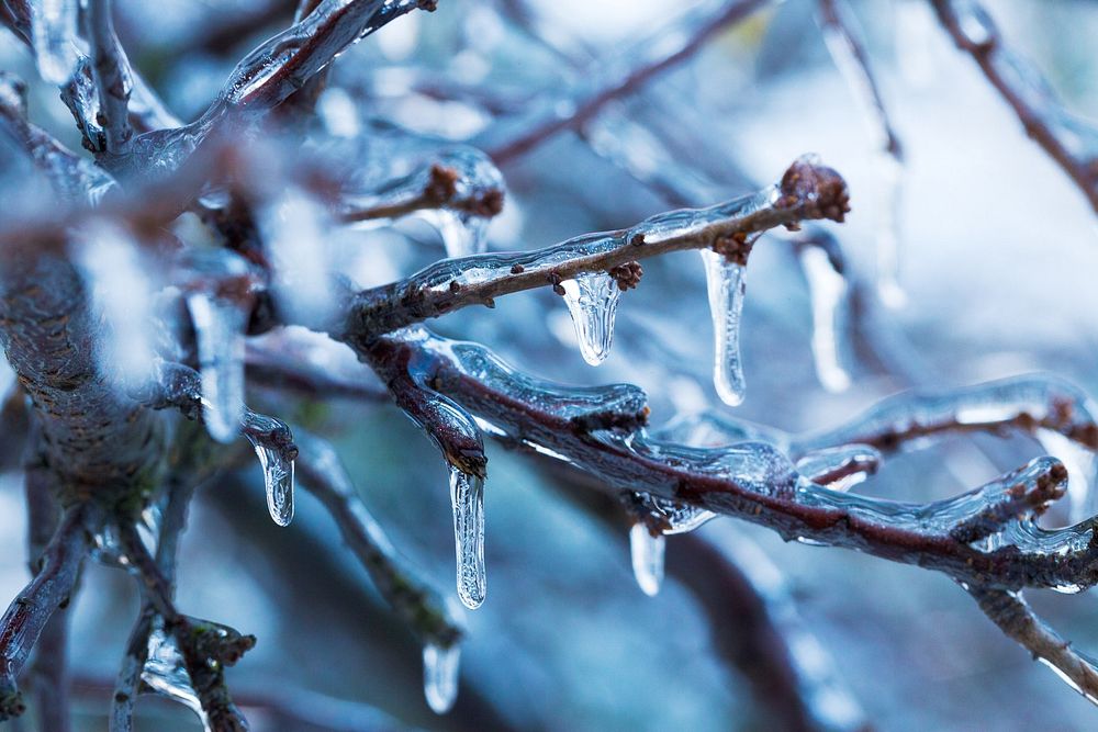 Frozen branch in winter. Free public domain CC0 photo.