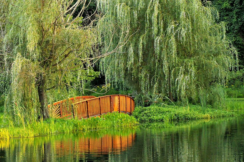 Wood bridge, pond, nature. Free public domain CC0 image.