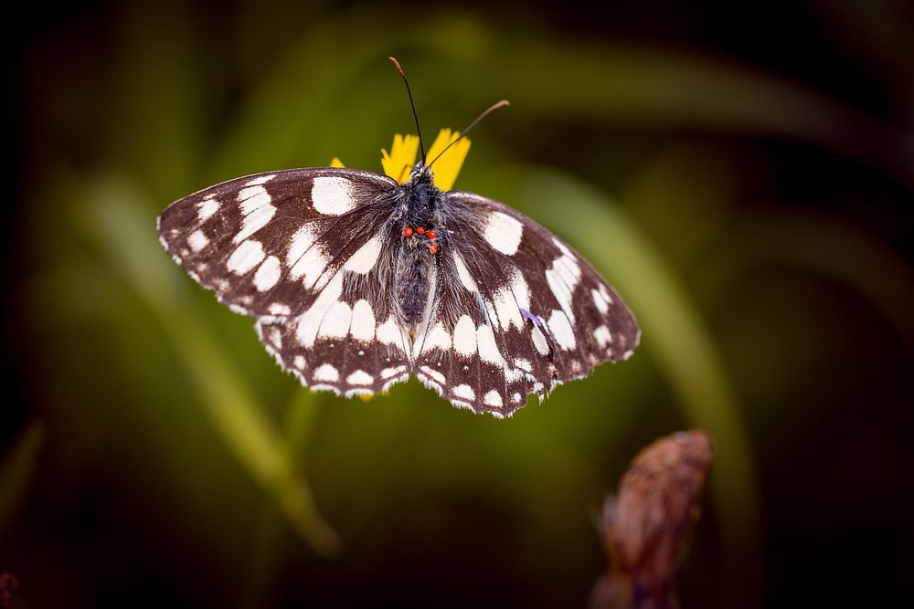 Butterfly in nature. Free public domain CC0 photo.