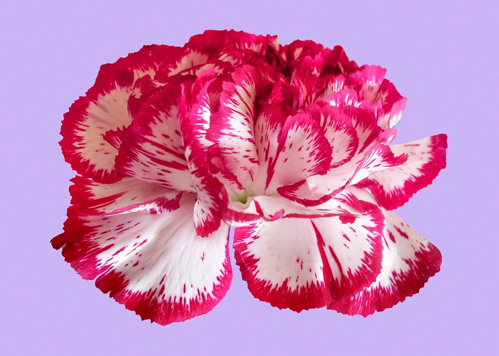 Two-tone carnation, pink and white flower clipart