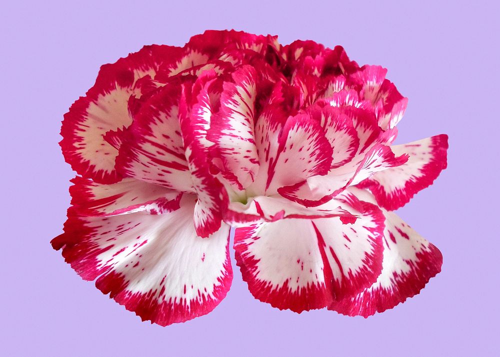 Pink and white carnation, two-tone flower clipart psd