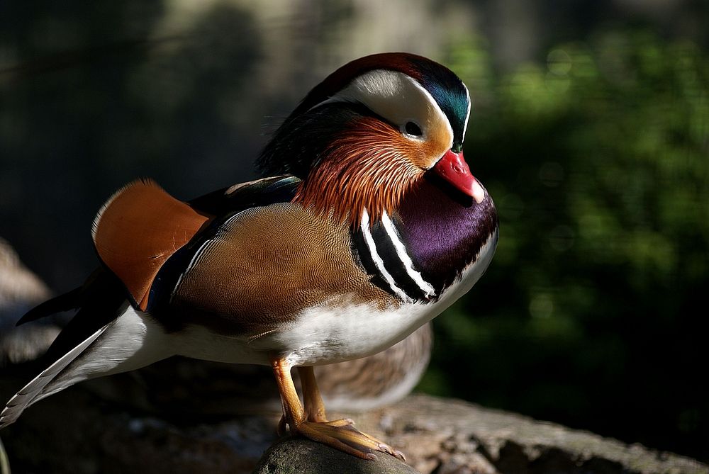 Beautiful mandarin duck close up. Free public domain CC0 photo.