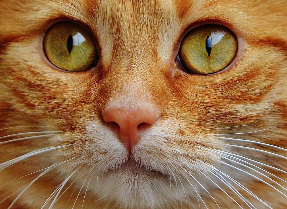 Ginger cat's face closeup image, free public domain CC0 photo.