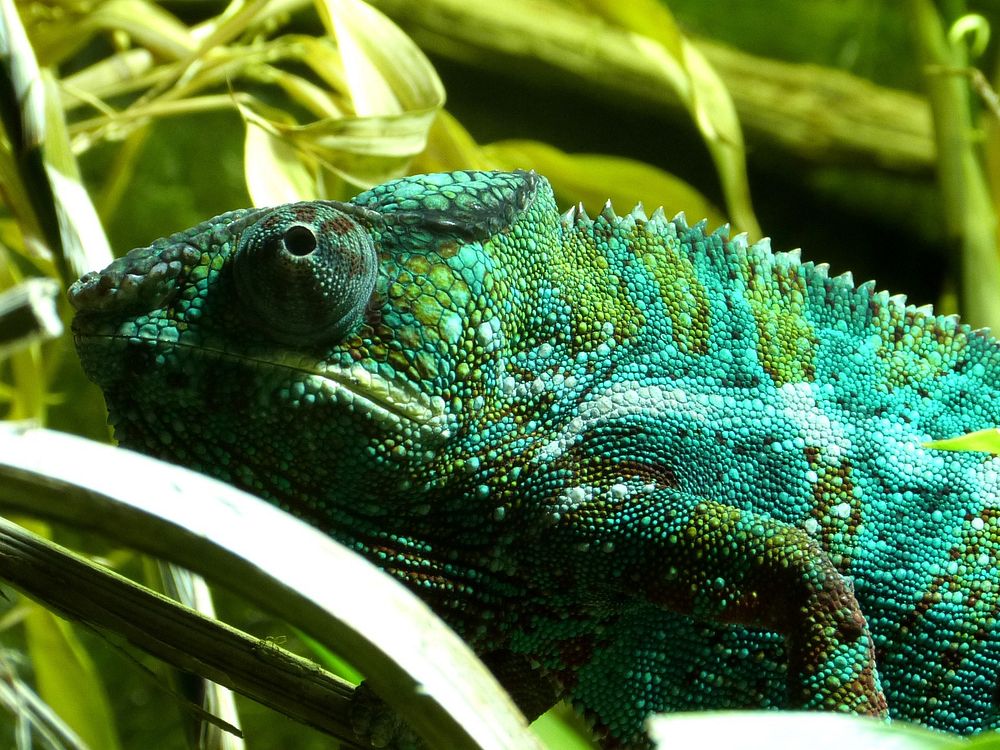 Panther chameleon close up. Free public domain CC0 photo.