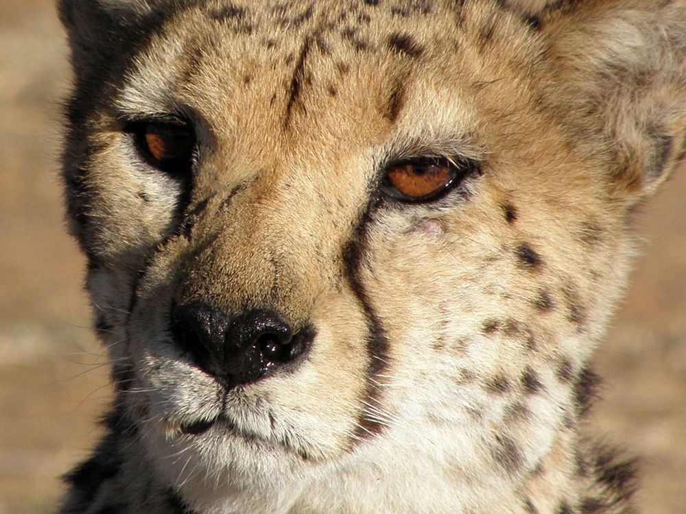 Cheetah face closeup. Free public domain CC0 image.