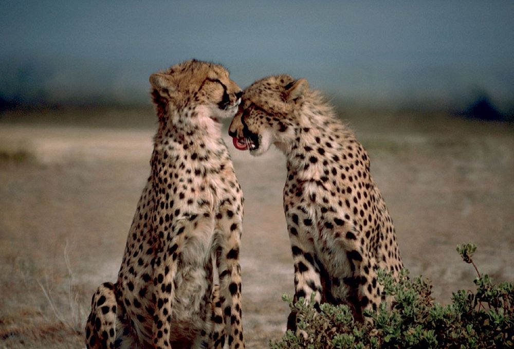 Cheetahs grooming each other. Free public domain CC0 photo.