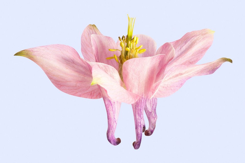 Pink columbine flower, collage element psd