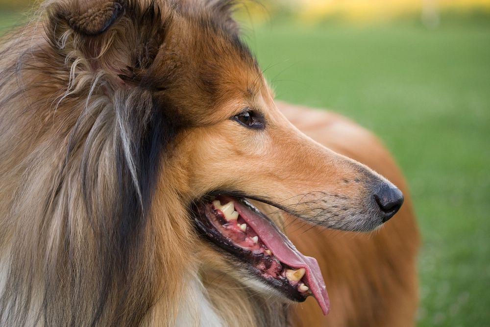 Rough collie dog face. Free public domain CC0 photo.