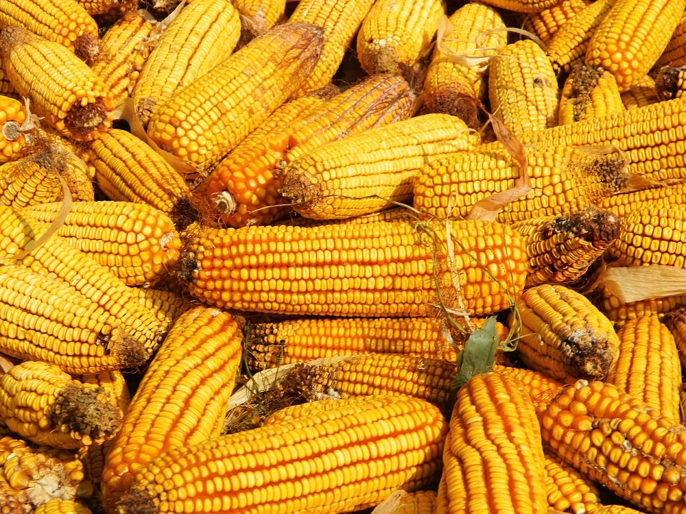 Yellow corn, agricultural produce. Free | Free Photo - rawpixel