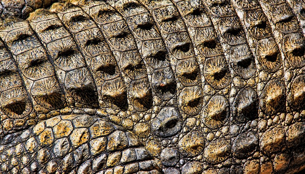 Crocodile skin texture computer wallpaper, high definition background