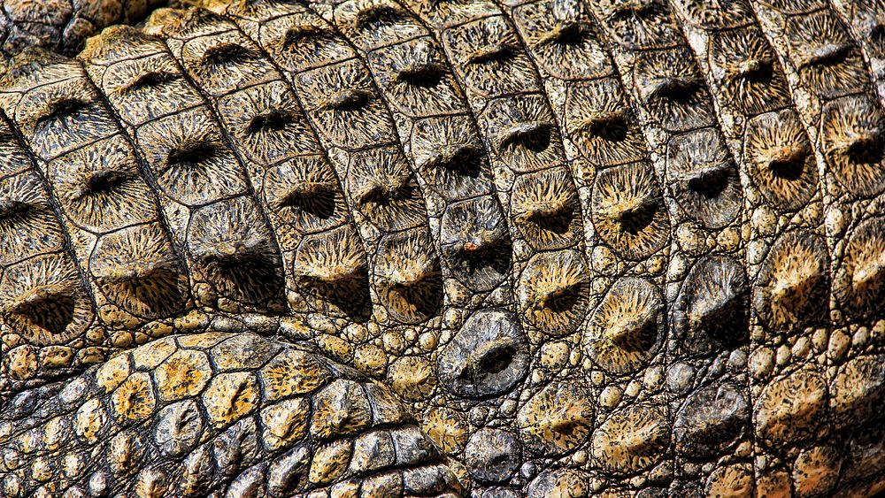 Crocodile skin texture desktop wallpaper, high definition background