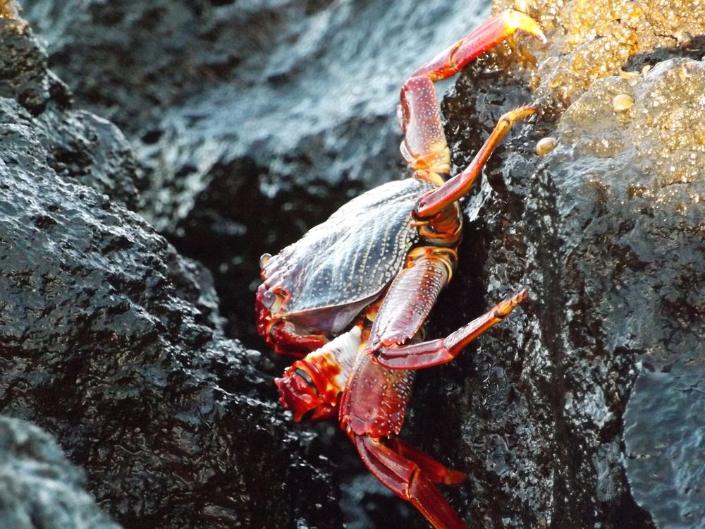 Sally lightfoot crab close up. Free public domain CC0 image.