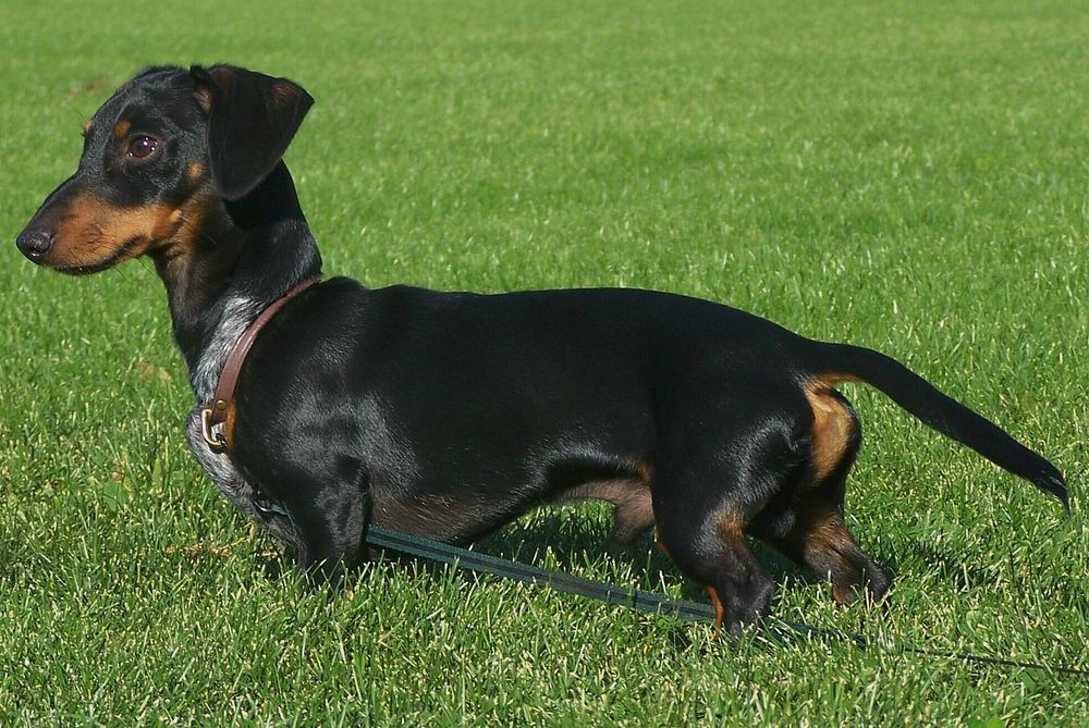 Black dog standing on grass field. Free public domain CC0 photo.