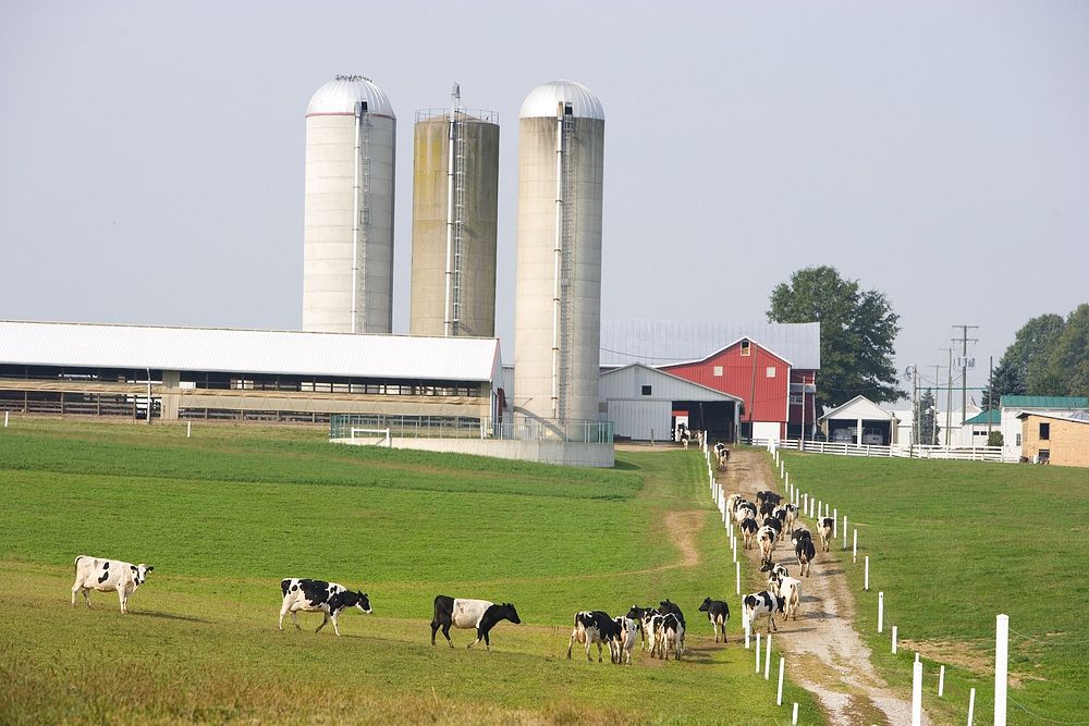 Dairy cows grazing by the farm. Free public domain CC0 image.