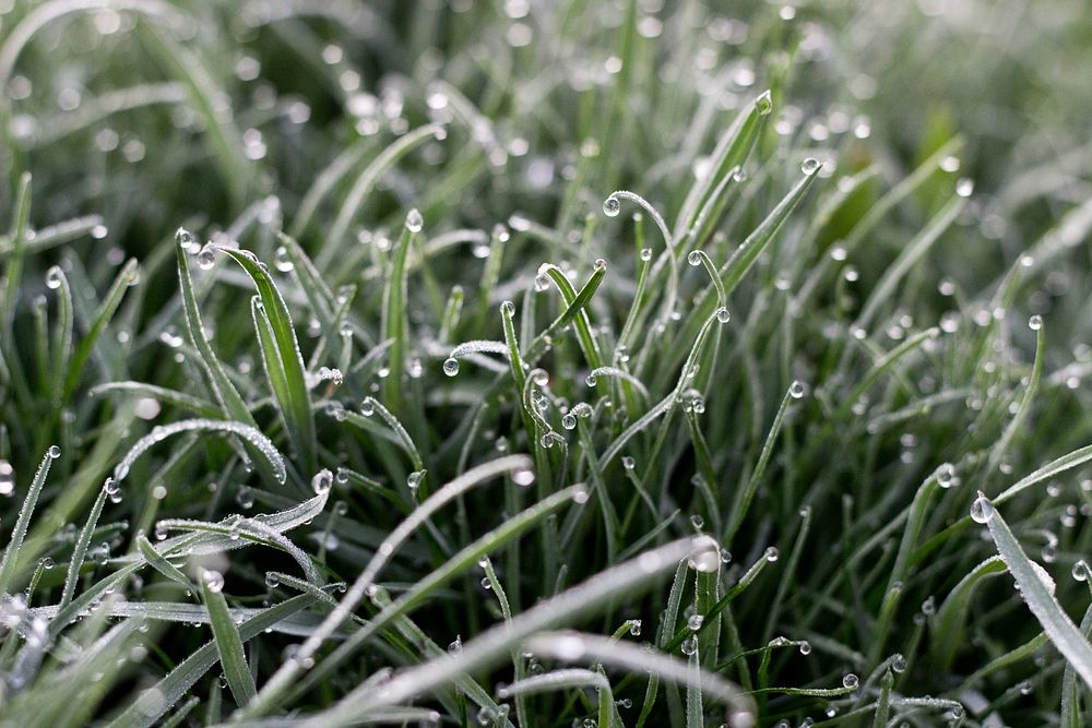 Closeup on beautiful grass. Free public domain CC0 photo.