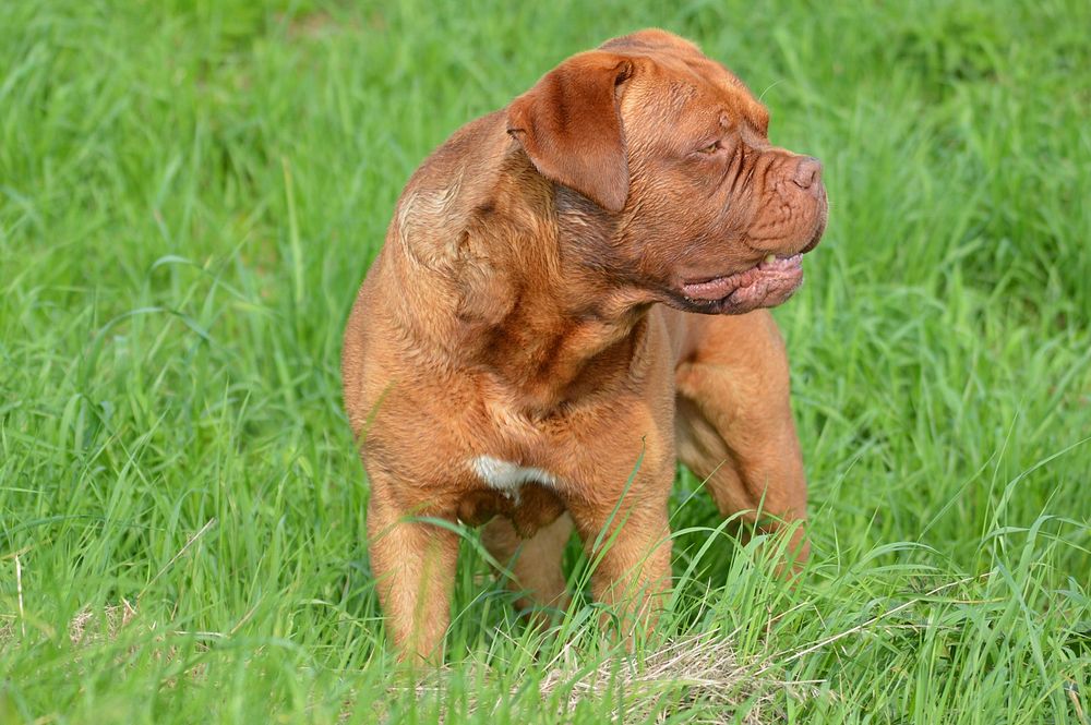 Brown dog standing on grass field. Free public domain CC0 photo.