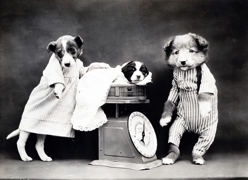 Dog family in black & white. Free public domain CC0 photo.