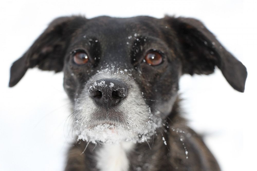 Black puppy with snow on face. Free public domain CC0 photo.