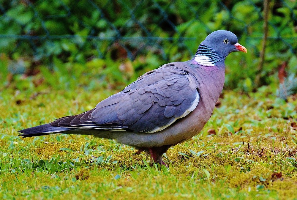 Cute pigeon, bird photo. Free public domain CC0 image.