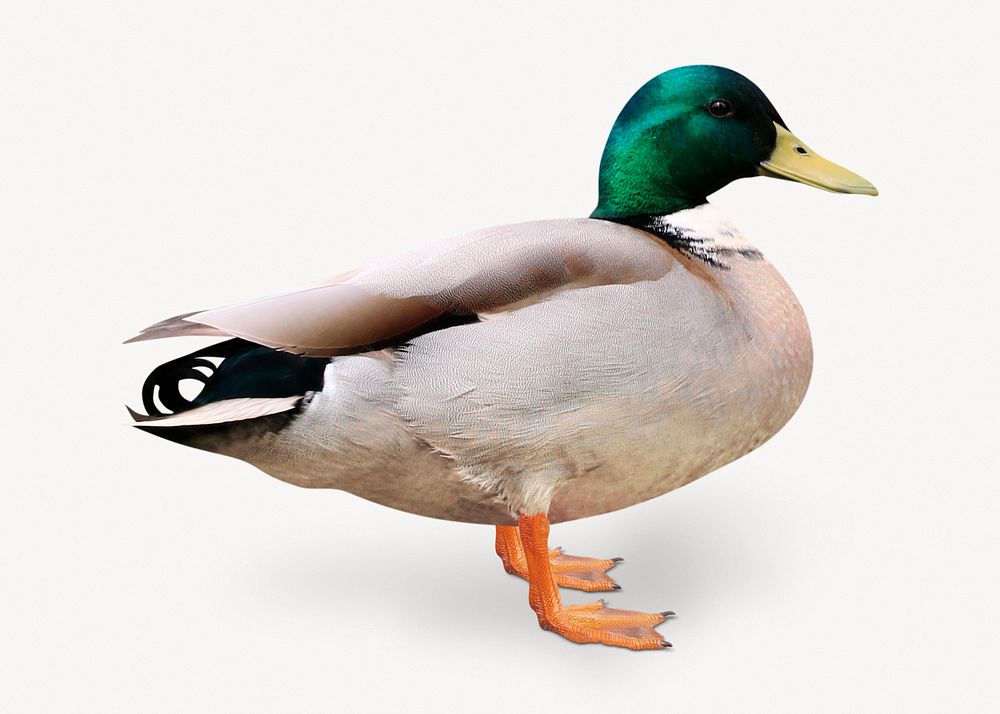 Mallard duck isolated on white, animal design