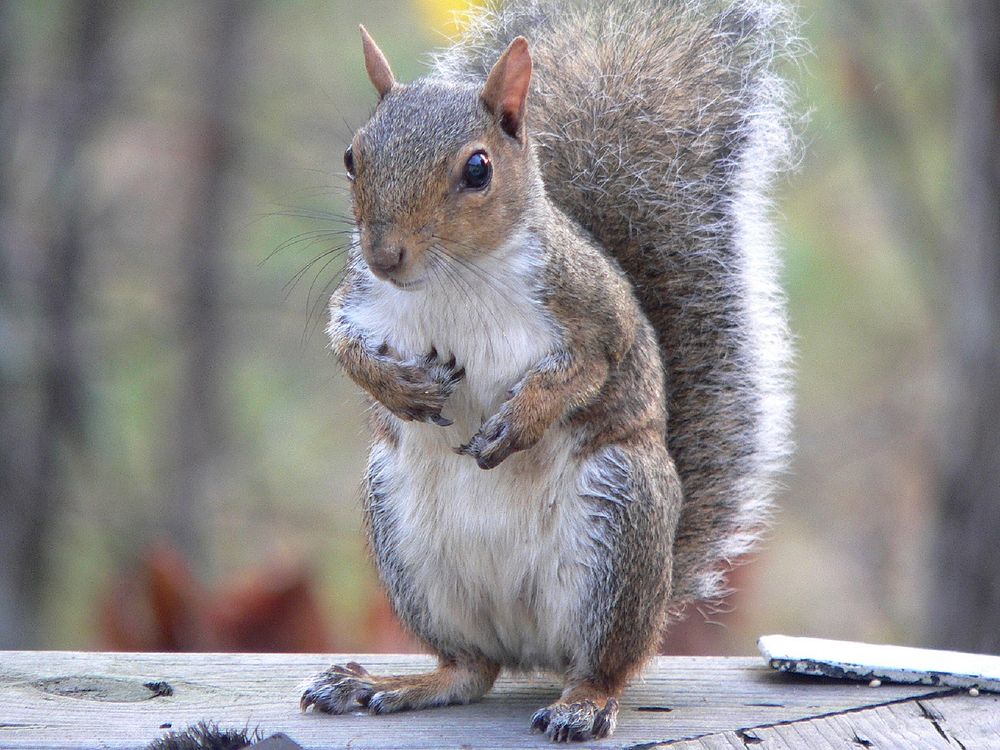 Wild squirrel background. Free public domain CC0 image.