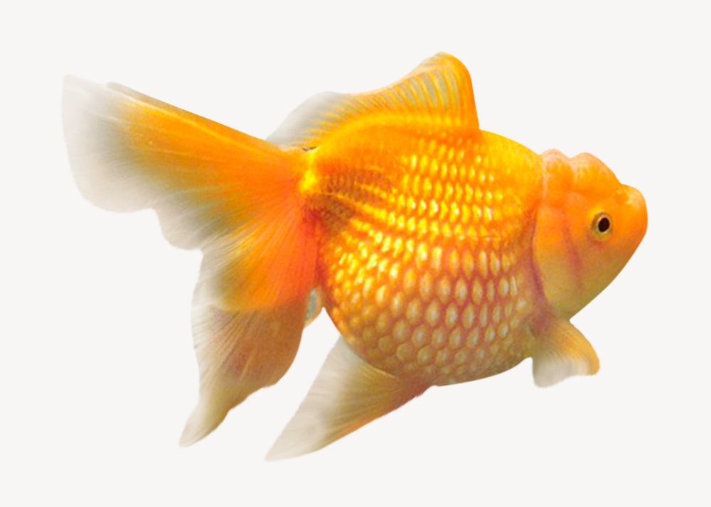 Gold fish isolated on white, real animal design psd