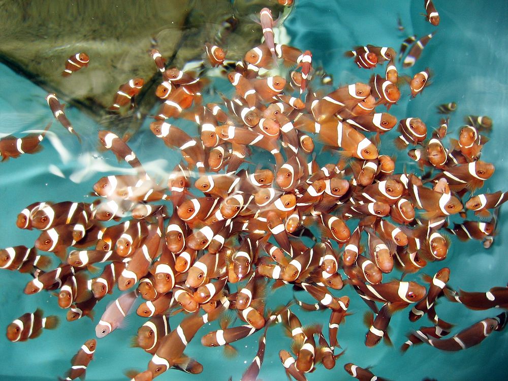 Group of clownfishes. Free public domain CC0 photo.