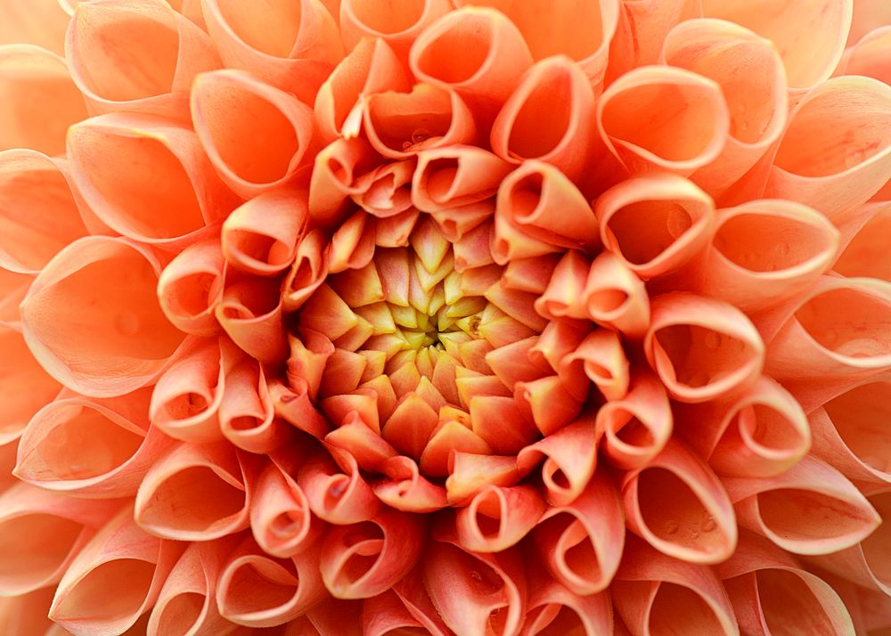 Orange dahlia, flower background, macro photo 